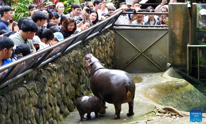 Moo Deng is seen with her mother Jona at Khao Kheow Open Zoo in Chonburi province, Thailand, Sept. 18, 2024. The new star of Khao Kheow Open Zoo, a female dwarf hippopotamus named Moo Deng, which means bouncy pork, was born on July 10, 2024. She went viral on social media recently for her cute look and energetic vibe. (Photo: Xinhua)