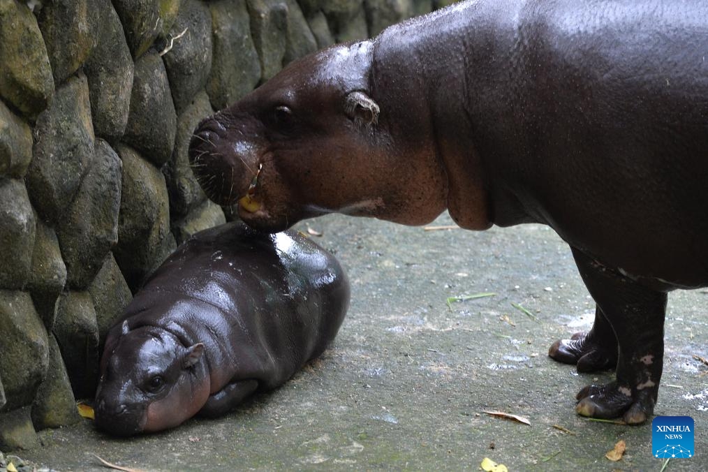 Moo Deng is seen with her mother Jona at Khao Kheow Open Zoo in Chonburi province, Thailand, Sept. 18, 2024. The new star of Khao Kheow Open Zoo, a female dwarf hippopotamus named Moo Deng, which means bouncy pork, was born on July 10, 2024. She went viral on social media recently for her cute look and energetic vibe. (Photo: Xinhua)