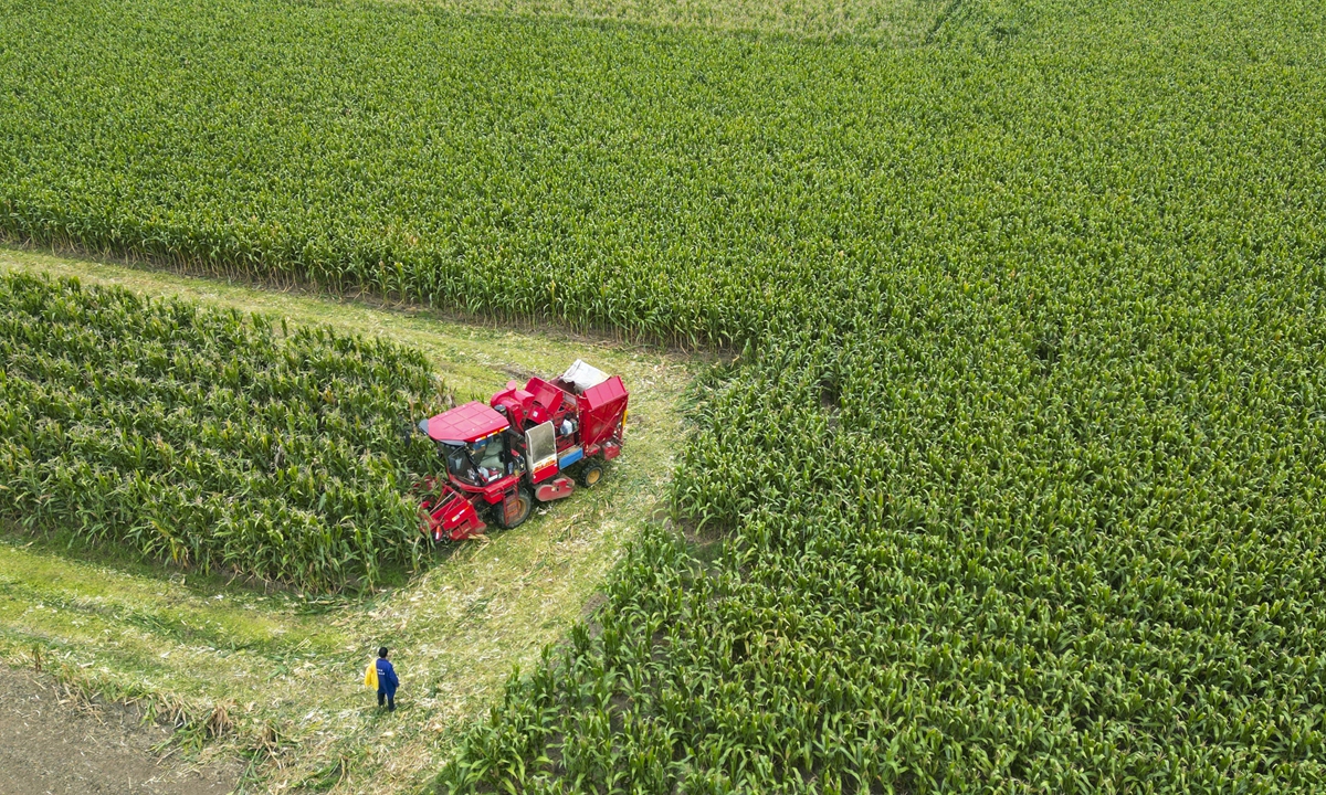 Farmers harvest corn in the fields of Dongying, East China's Shandong Province on September 20, 2024. As one of the nation's 13 major grain-producing provinces, Shandong's sown area and output have ranked third in China, with total output accounting for about 8 percent of the country's total. 
Photo: VCG