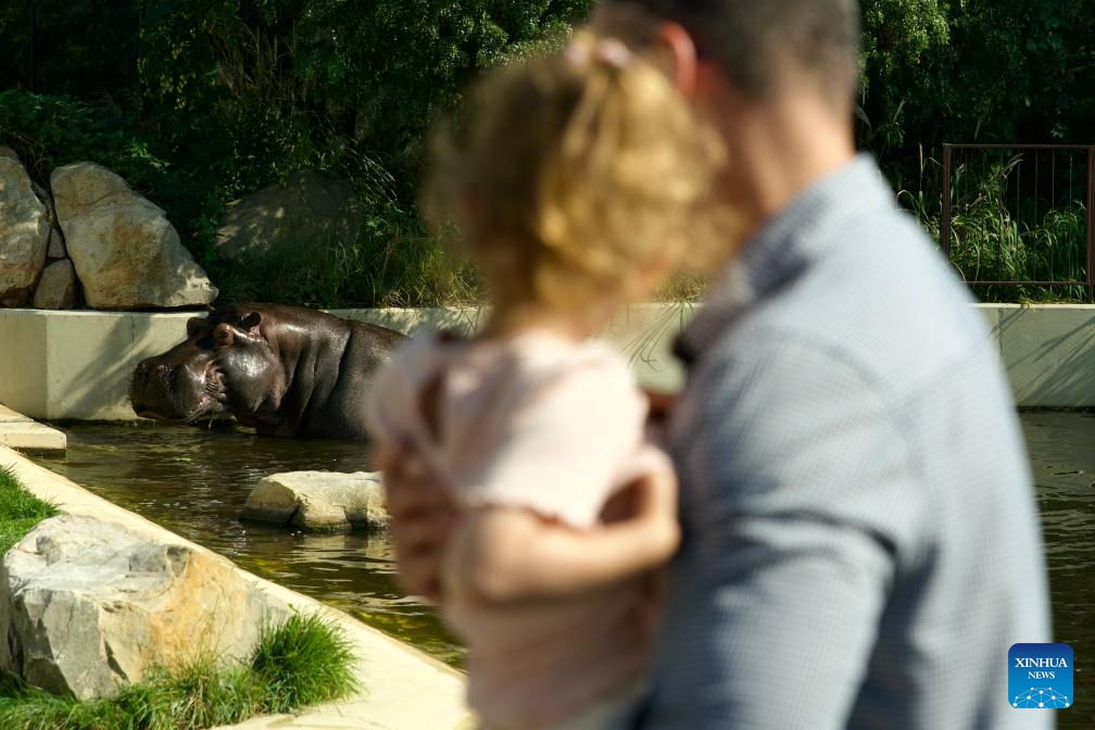 Pelagia, the oldest hippo in Poland, celebrates its 39th birthday at Warsaw Zoo in Warsaw, Poland on Sept. 19, 2024. (Photo: Xinhua)