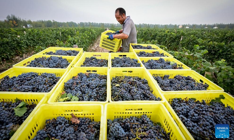 A farmer carries harvested grapes in a vineyard at the eastern foot of Helan Mountain in northwest China's Ningxia Hui Autonomous Region, Sept. 19, 2024. With a dry climate and abundant sunshine, the eastern foot of Helan Mountain is widely regarded as a golden zone for wine grape cultivation and high-end wine production. The region has entered this year's harvest season of the wine grape recently. (Photo: Xinhua)