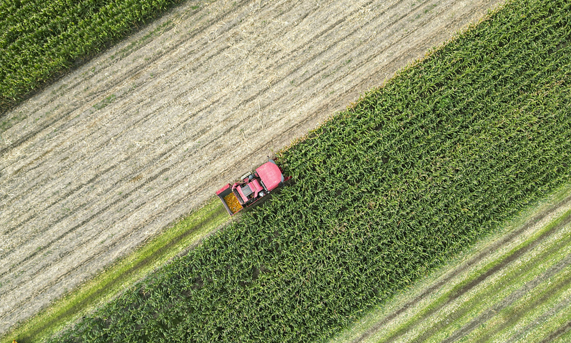 A farmer drives a combine harvester in a corn field in Xiaozhang village, Dongying, East China's Shandong Province, on September 19, 2024. Photo: VCG 