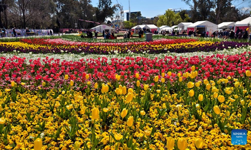 This photo taken on Sept. 20, 2024 shows a view of the Floriade festival in Canberra, Australia. The 37th edition of the annual flower and entertainment festival Floriade launched on Sept. 14 in Canberra's Commonwealth Park. (Photo: Xinhua)