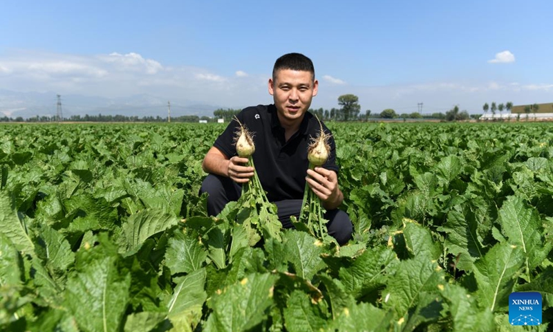 Zhao Yongzhuang shows plucked cabbage mustard in a field in Beizhang Village, Wenshui County of north China's Shanxi Province, Sept. 20, 2024. (Photo: Xinhua)