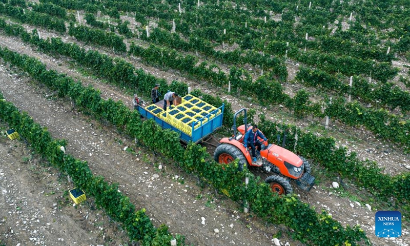 An aerial drone photo taken on Sept. 19, 2024 shows farmers transporting harvested grapes in a vineyard at the eastern foot of Helan Mountain in northwest China's Ningxia Hui Autonomous Region. With a dry climate and abundant sunshine, the eastern foot of Helan Mountain is widely regarded as a golden zone for wine grape cultivation and high-end wine production. The region has entered this year's harvest season of the wine grape recently. (Photo: Xinhua)