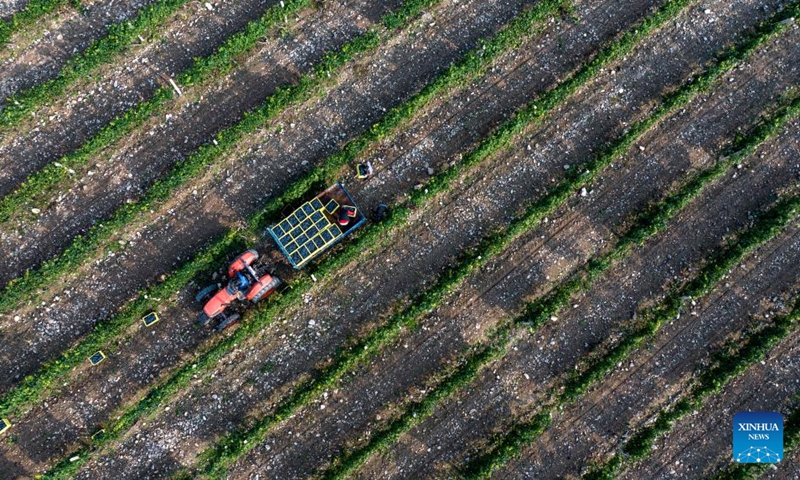 An aerial drone photo taken on Sept. 19, 2024 shows farmers transporting harvested grapes in a vineyard at the eastern foot of Helan Mountain in northwest China's Ningxia Hui Autonomous Region. With a dry climate and abundant sunshine, the eastern foot of Helan Mountain is widely regarded as a golden zone for wine grape cultivation and high-end wine production. The region has entered this year's harvest season of the wine grape recently. (Photo: Xinhua)