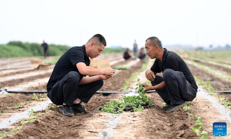 Zhao Yongzhuang (L) checks the growth of cabbage mustard seedlings in Beizhang Township, Wenshui County of north China's Shanxi Province, Aug. 8, 2024. (Photo: Xinhua)