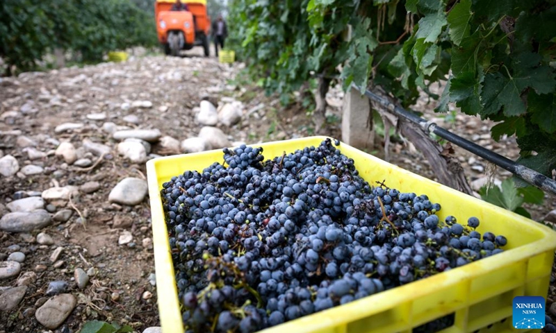 Freshly-harvested grapes are pictured in a vineyard at the eastern foot of Helan Mountain in northwest China's Ningxia Hui Autonomous Region, Sept. 19, 2024. With a dry climate and abundant sunshine, the eastern foot of Helan Mountain is widely regarded as a golden zone for wine grape cultivation and high-end wine production. The region has entered this year's harvest season of the wine grape recently. (Photo: Xinhua)