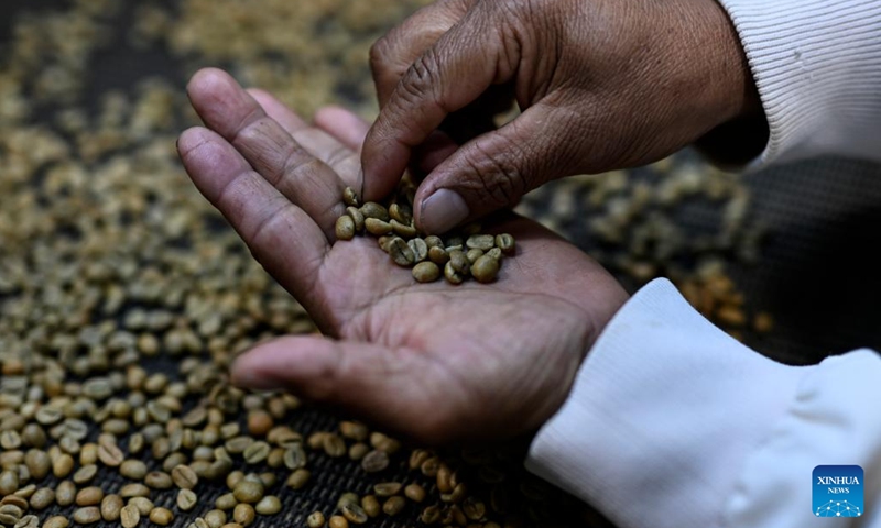 A staff member of Lamastus Estate displays Geisha coffee beans in the western Panamanian city of Boquete, Aug. 26, 2024. Panama's Geisha coffee, which has spearheaded the country's coffee industry for the last few years, has set records at coffee auctions and is a favorite at international specialty coffee tastings. (Photo: Xinhua)