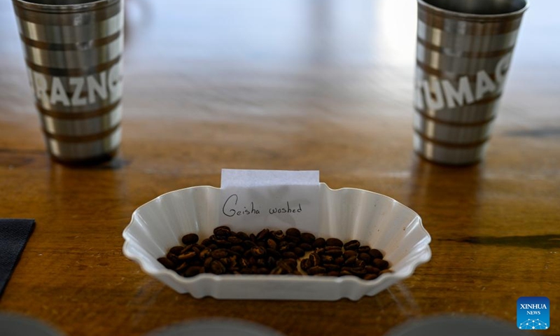 Geisha washed coffee beans are pictured at Hacienda la Esmeralda in the western Panamanian city of Boquete, Aug. 26, 2024. Panama's Geisha coffee, which has spearheaded the country's coffee industry for the last few years, has set records at coffee auctions and is a favorite at international specialty coffee tastings. (Photo: Xinhua)