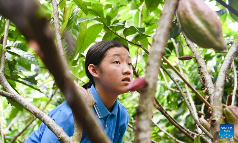 A student views a cocoa fruit in Xinglong Tropical Botanical Garden in Wanning City, south China's Hainan Province, Sept. 22, 2024. The science popularization activity focusing on cocoa was held here on Sunday by Spice and Beverage Research Institute under Chinese Academy of Tropical Agricultural Sciences. (Photo: Xinhua)