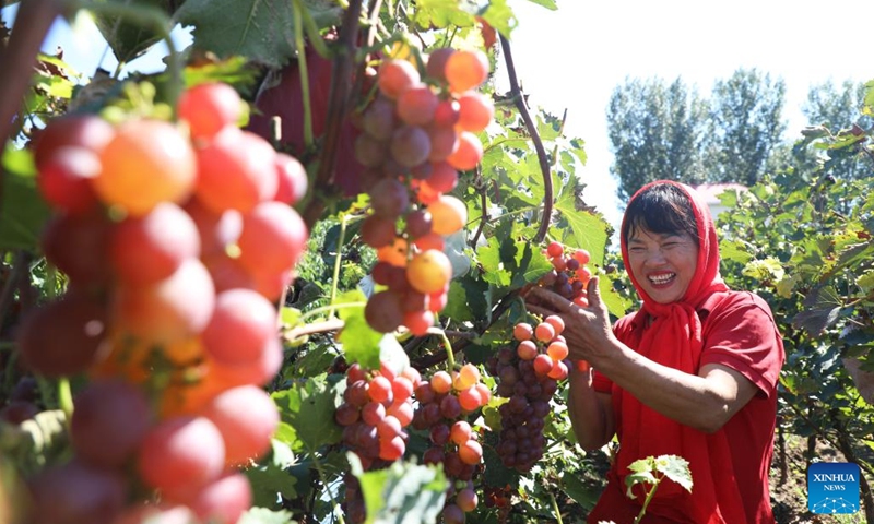 A farmer harvests grapes at an orchard of Xixiaoyi Village in Tangshan City, north China's Hebei Province, Sept. 22, 2024. This Sunday marks the seventh Chinese farmers' harvest festival. (Photo: Xinhua)