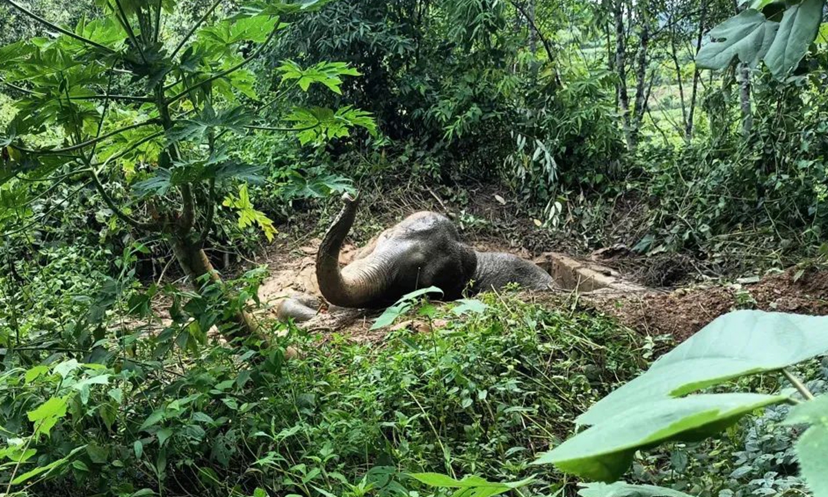 The trapped elephant tries to climb out the pit. Photo: Xinhua