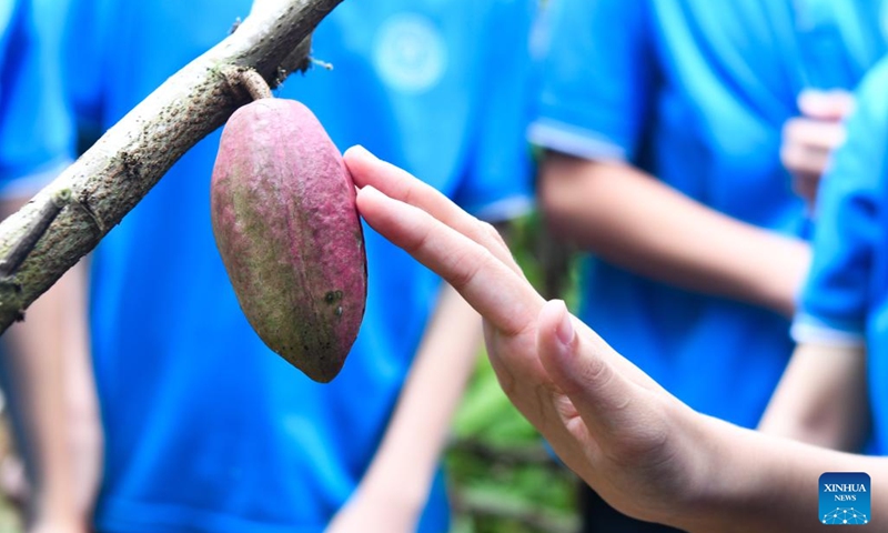 A student touches a cocoa fruit in Xinglong Tropical Botanical Garden in Wanning City, south China's Hainan Province, Sept. 22, 2024. The science popularization activity focusing on cocoa was held here on Sunday by Spice and Beverage Research Institute under Chinese Academy of Tropical Agricultural Sciences. (Photo: Xinhua)