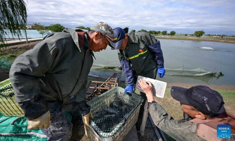 Staff catch fish at an aquaculture base in Helan County, Yinchuan, northwest China's Ningxia Hui Autonomous Region, Sept. 20, 2024. With abundant water resources from the Yellow River, Yinchuan has vigorously developed fisheries in recent years. (Photo: Xinhua)