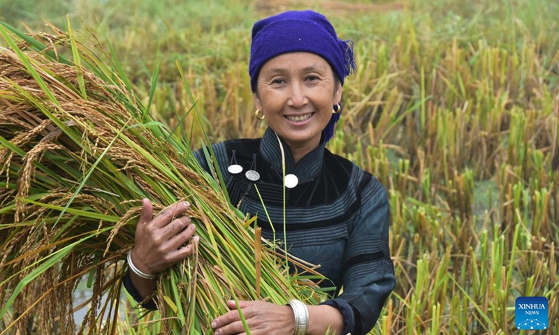 A farmer holds harvested rice at Yuanyang County of Honghe Hani and Yi Autonomous Prefecture, southwest China's Yunnan Province, Sept. 22, 2024. This Sunday marks the seventh Chinese farmers' harvest festival. (Photo: Xinhua)