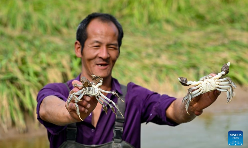 A staff member shows crabs at paddy fields of Helan County, Yinchuan, northwest China's Ningxia Hui Autonomous Region, Sept. 20, 2024. With abundant water resources from the Yellow River, Yinchuan has vigorously developed fisheries in recent years. (Photo: Xinhua)