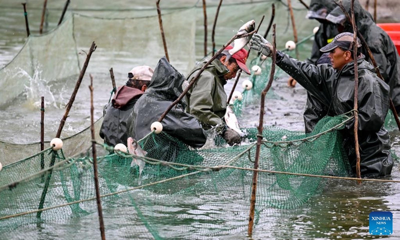 Staff catch fish at an aquaculture base in Helan County, Yinchuan, northwest China's Ningxia Hui Autonomous Region, Sept. 20, 2024. With abundant water resources from the Yellow River, Yinchuan has vigorously developed fisheries in recent years. (Photo: Xinhua)