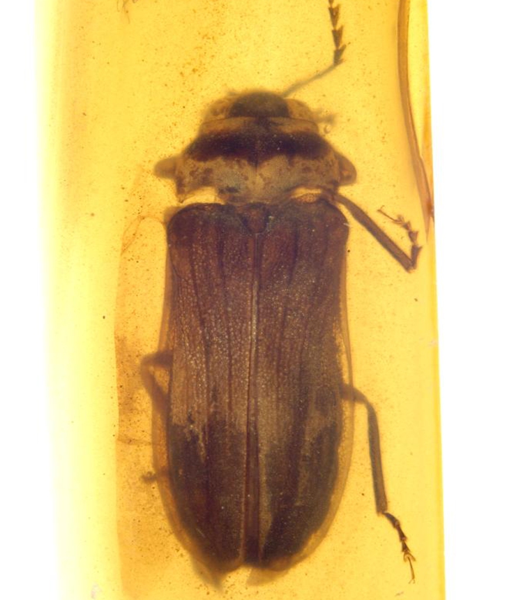 The <em>Flammarionella hehaikuni</em> firefly fossil   Photo: Courtesy of the Nanjing Institute of Geology and Palaeontology