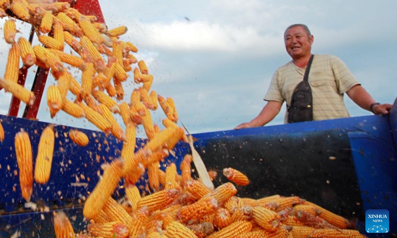 A farmer loads harvested corns onto a truck at Bianqiao Township of Linyi City, east China's Shandong Province, Sept. 17, 2024. This Sunday marks the seventh Chinese farmers' harvest festival. (Photo: Xinhua)