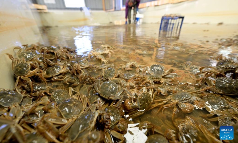 A staff member sorts out crabs at a distribution center of Helan County, Yinchuan, northwest China's Ningxia Hui Autonomous Region, Sept. 20, 2024. With abundant water resources from the Yellow River, Yinchuan has vigorously developed fisheries in recent years. (Photo: Xinhua)