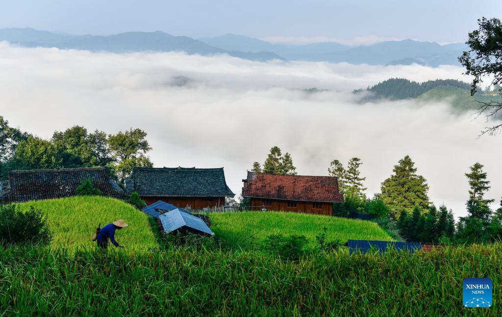 Yang Zhengxi checks the growth of paddy rice in a terraced field in Yangdong Village, Shangzhong Town of Liping County, southwest China's Guizhou Province, Sept. 19, 2024. (Photo: Xinhua)