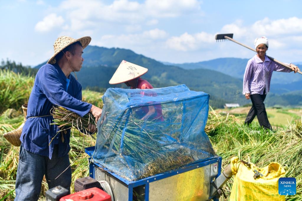 Yang Zhengxi (1st L) helps villagers harvest paddy rice in a terraced field in Yangdong Village, Shangzhong Town of Liping County, southwest China's Guizhou Province, Sept. 19, 2024. (Photo: Xinhua)