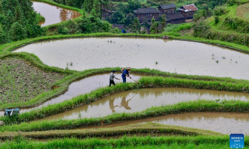 Yang Zhengxi (R) helps villagers weed in a field in Yangdong Village, Shangzhong Town of Liping County, southwest China's Guizhou Province, May 19, 2024. (Photo: Xinhua)