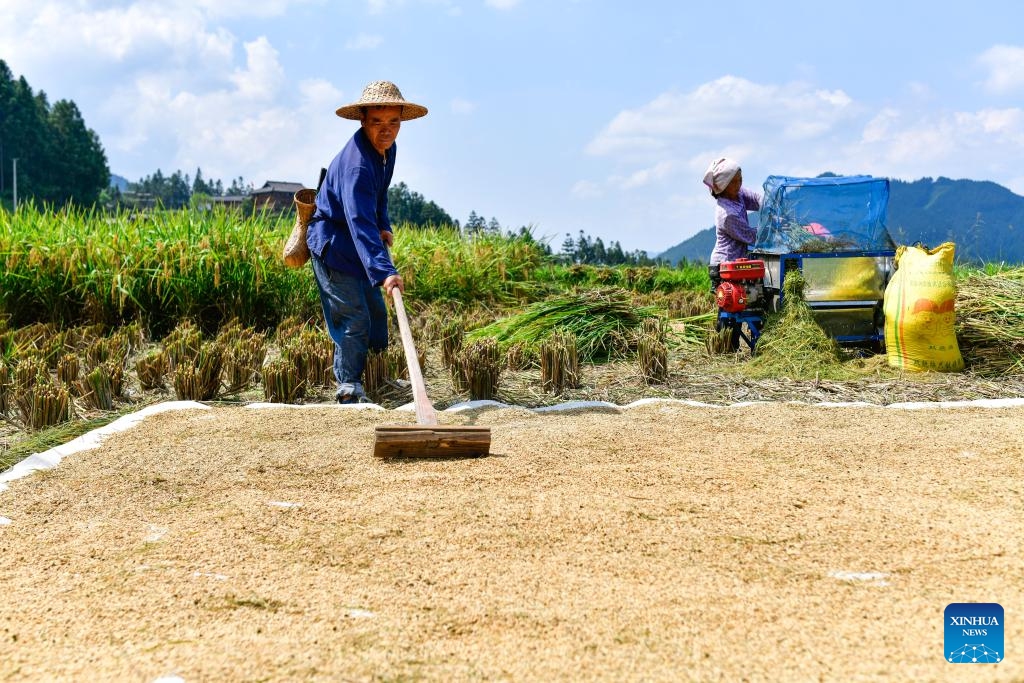 Yang Zhengxi (L) helps villagers air rice in a terraced field in Yangdong Village, Shangzhong Town of Liping County, southwest China's Guizhou Province, Sept. 19, 2024. (Photo: Xinhua)