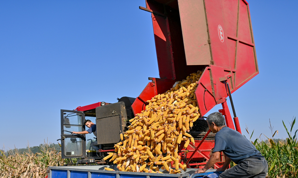 Farmers operate a harvester in Bozhou, East China's Anhui Province on September 25, 2024. According to the National Food and Strategic Reserves Administration, the peak season purchase volume of autumn grain will be about 200 million tons in 2024, about the same as last year. Over 70 million tons of summer grain have been purchased in major grain-producing regions. Photo: VCG