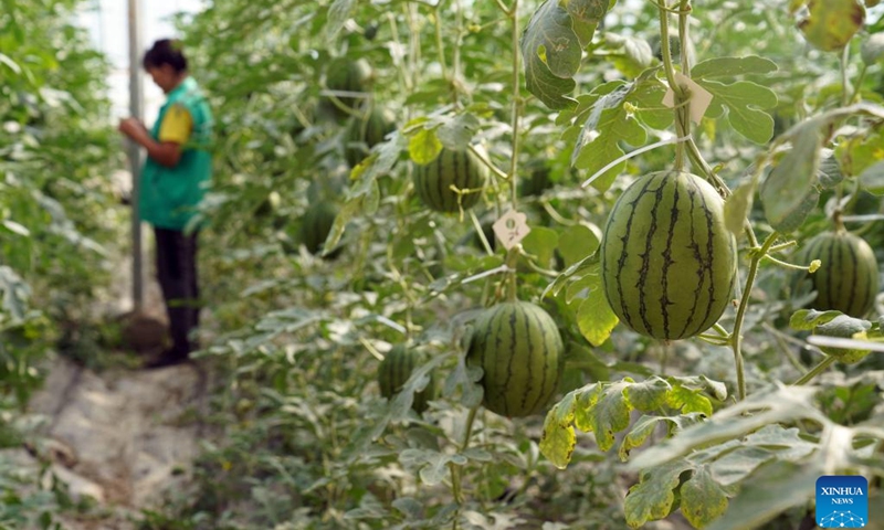 A worker works at a watermelon cultivation base, one of the pairing assistance programs of east China's Shandong province, in Shule County of Kashgar, northwest China's Xinjiang Uygur Autonomous Region, Sept. 21, 2024. In recent years, Shandong province has fully leveraged its industrial advantages in its pairing assistance programs on supporting Xinjiang, with the priority of promoting employment through development and actively cultivating distinctive and high-quality industries. (Photo: Xinhua)