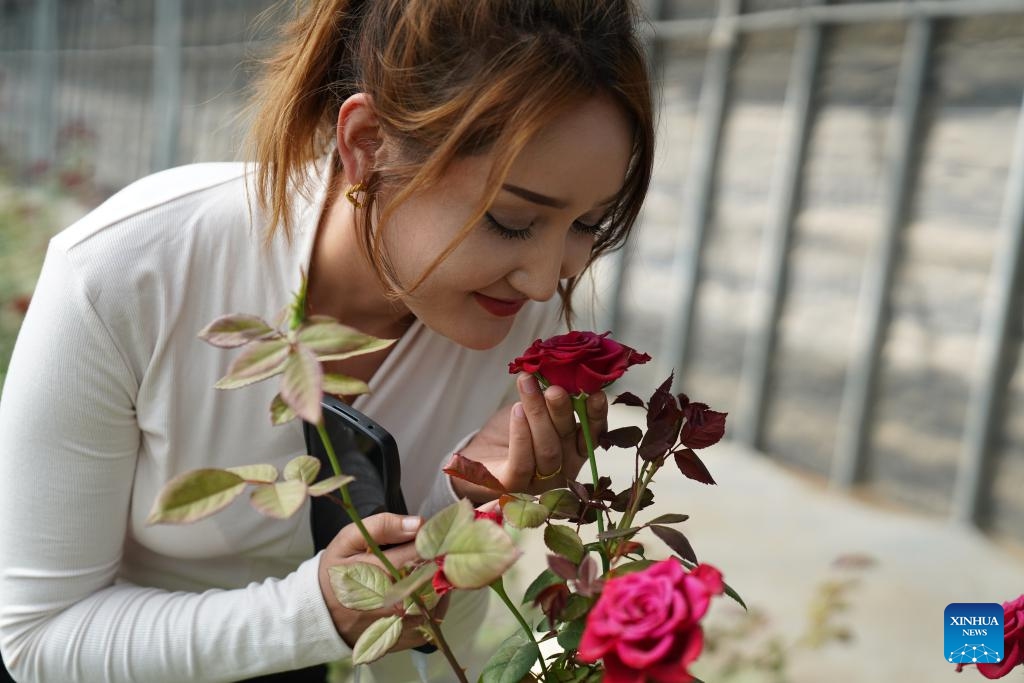 A worker smells roses planted at an agricultural industrial park, one of the pairing assistance programs of east China's Shandong province, in Yengisar County of Kashgar, northwest China's Xinjiang Uygur Autonomous Region, Sept. 22, 2024. In recent years, Shandong province has fully leveraged its industrial advantages in its pairing assistance programs on supporting Xinjiang, with the priority of promoting employment through development and actively cultivating distinctive and high-quality industries. (Photo: Xinhua)