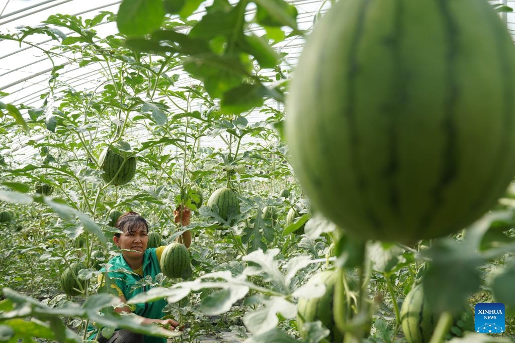 A worker works at a watermelon cultivation base, one of the pairing assistance programs of east China's Shandong province, in Shule County of Kashgar, northwest China's Xinjiang Uygur Autonomous Region, Sept. 21, 2024. In recent years, Shandong province has fully leveraged its industrial advantages in its pairing assistance programs on supporting Xinjiang, with the priority of promoting employment through development and actively cultivating distinctive and high-quality industries. (Photo: Xinhua)