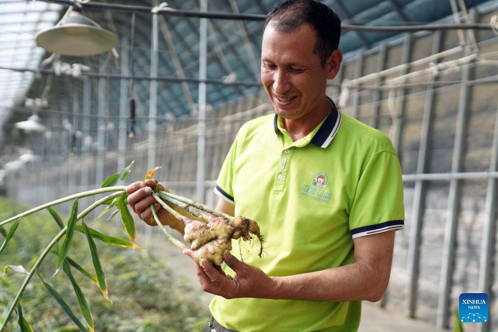 A worker shows newly harvested gingers at an agricultural industrial park, one of the pairing assistance programs of east China's Shandong province, in Yengisar County of Kashgar, northwest China's Xinjiang Uygur Autonomous Region, Sept. 22, 2024. In recent years, Shandong province has fully leveraged its industrial advantages in its pairing assistance programs on supporting Xinjiang, with the priority of promoting employment through development and actively cultivating distinctive and high-quality industries. (Photo: Xinhua)