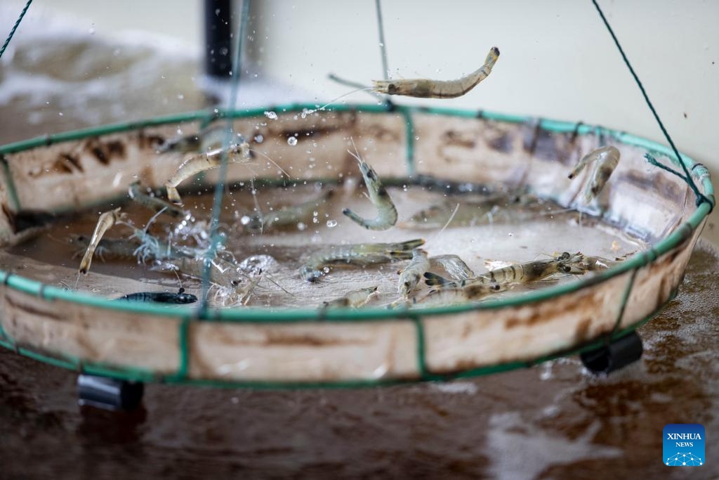 This photo taken on Sept. 19, 2024 shows prawns at a prawn cultivation base in Helan County, Yinchuan, northwest China's Ningxia Hui Autonomous Region. In recent years, Yinchuan and Qingtongxia cities in Ningxia have managed to transform the saline-alkali lands into planting and cultivation areas (Photo: Xinhua)