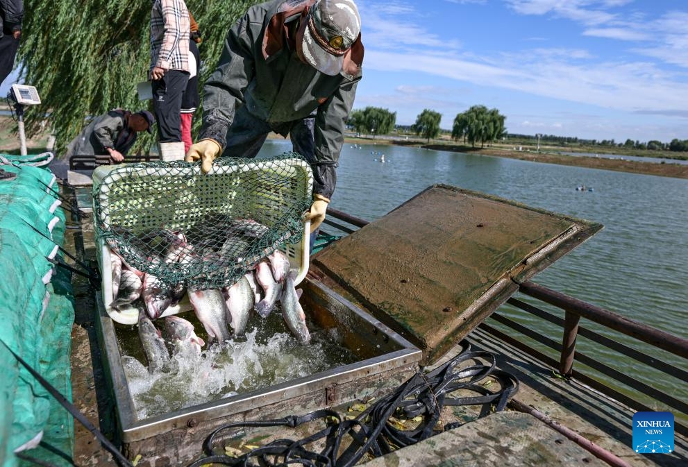 Staff catch fish at an aquaculture base in Helan County, Yinchuan, northwest China's Ningxia Hui Autonomous Region, Sept. 20, 2024. In recent years, Yinchuan and Qingtongxia cities in Ningxia have managed to transform the saline-alkali lands into planting and cultivation areas. (Photo: Xinhua)