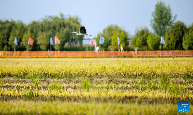 This photo taken on Sept. 19, 2024 shows a view of a rural ecotourism park in Helan County, northwest China's Ningxia Hui Autonomous Region. In recent years, Yinchuan and Qingtongxia cities in Ningxia have managed to transform the saline-alkali lands into planting and cultivation areas. (Photo: Xinhua)