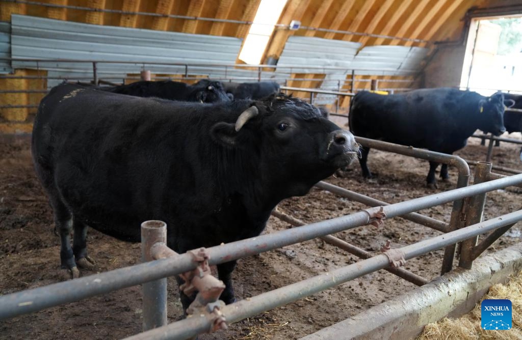 Cattle are pictured at an animal husbandry park in Bole City, northwest China's Xinjiang Uygur Autonomous Region, Sept. 25, 2024. In recent years, the city of Bole has been committed to developing high-quality cattle breeding industry. The beef products here have taken a share in the middle- and high-end market, spurring the upgrading of local animal husbandry industry. (Photo: Xinhua)