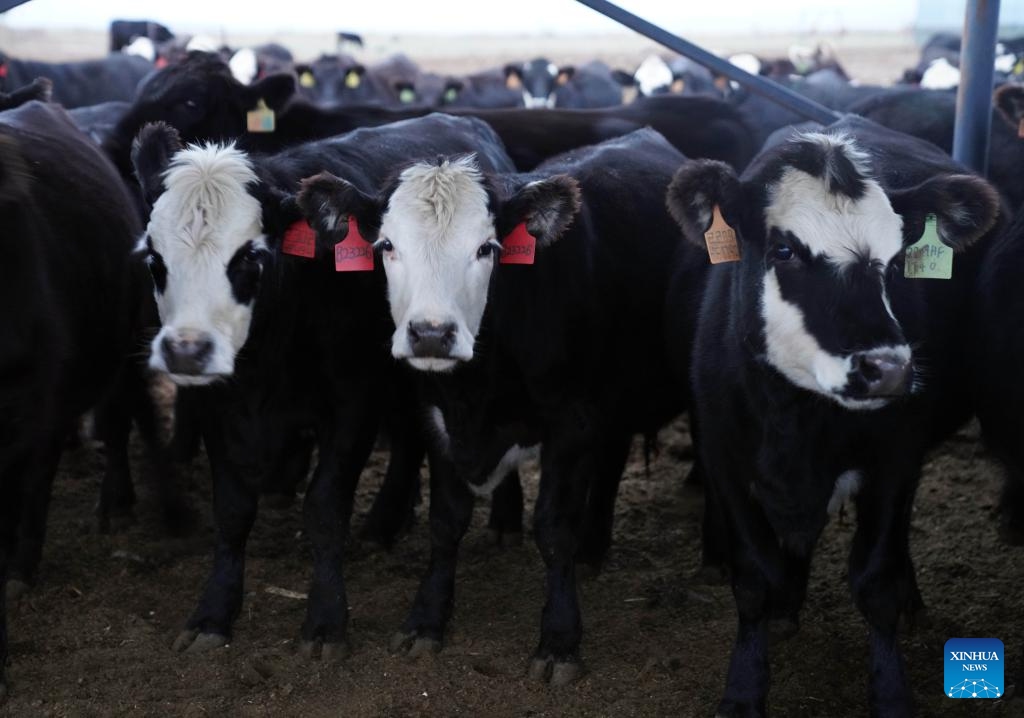 Cattle are pictured at an animal husbandry park in Bole City, northwest China's Xinjiang Uygur Autonomous Region, Sept. 25, 2024. In recent years, the city of Bole has been committed to developing high-quality cattle breeding industry. The beef products here have taken a share in the middle- and high-end market, spurring the upgrading of local animal husbandry industry. (Photo: Xinhua)