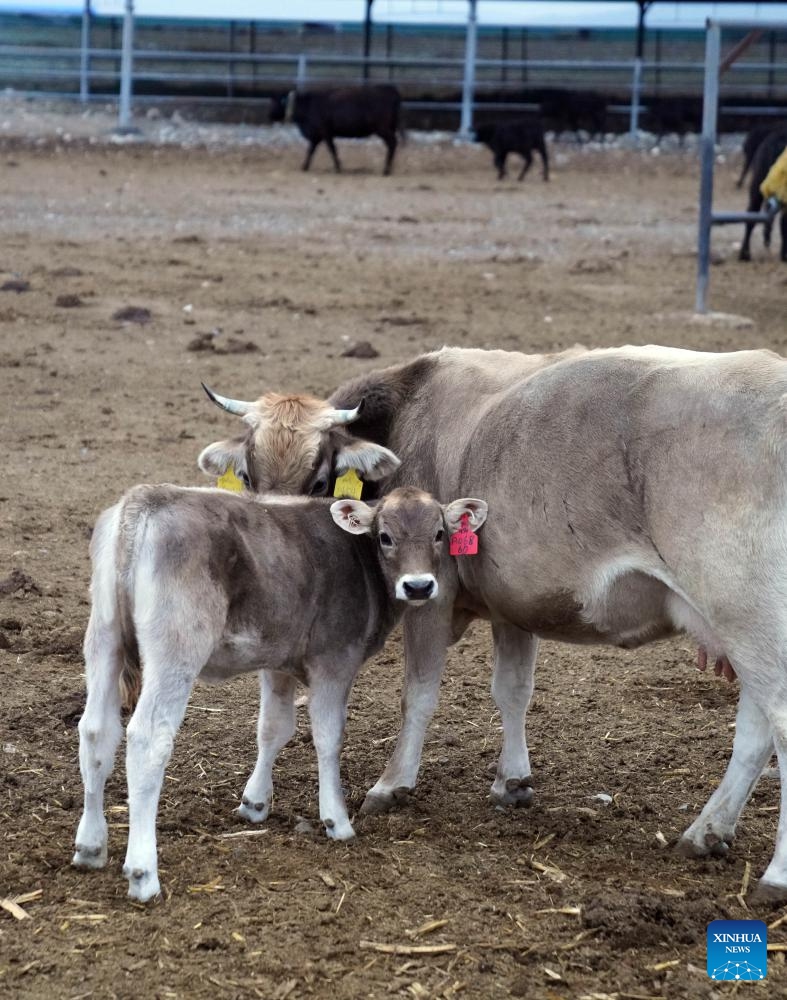 Cattle are pictured at an animal husbandry park in Bole City, northwest China's Xinjiang Uygur Autonomous Region, Sept. 25, 2024. In recent years, the city of Bole has been committed to developing high-quality cattle breeding industry. The beef products here have taken a share in the middle- and high-end market, spurring the upgrading of local animal husbandry industry. (Photo: Xinhua)