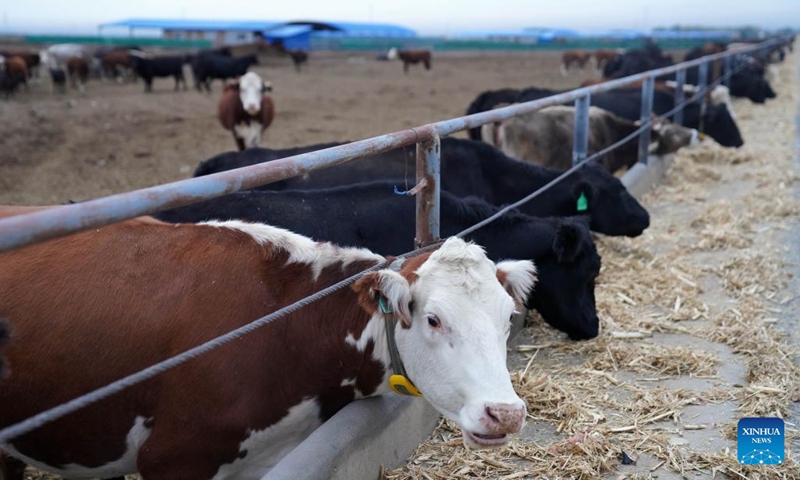 Cattle feed on silage at an animal husbandry park in Bole City, northwest China's Xinjiang Uygur Autonomous Region, Sept. 25, 2024. In recent years, the city of Bole has been committed to developing high-quality cattle breeding industry. The beef products here have taken a share in the middle- and high-end market, spurring the upgrading of local animal husbandry industry. (Photo: Xinhua)