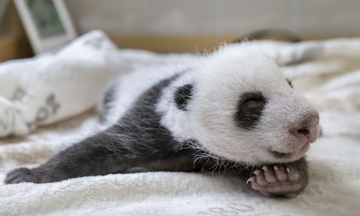 One of the 11-year-old giant panda Meng Meng's twin panda cubs Photo: Courtesy of Zoo Berlin