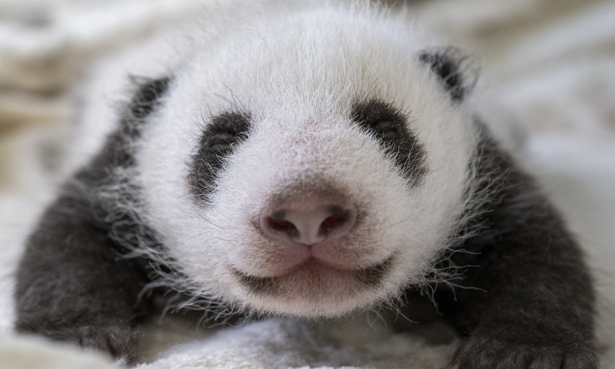 The 11-year-old giant panda Meng Meng's twin panda cubs Photos: Courtesy of Zoo Berlin