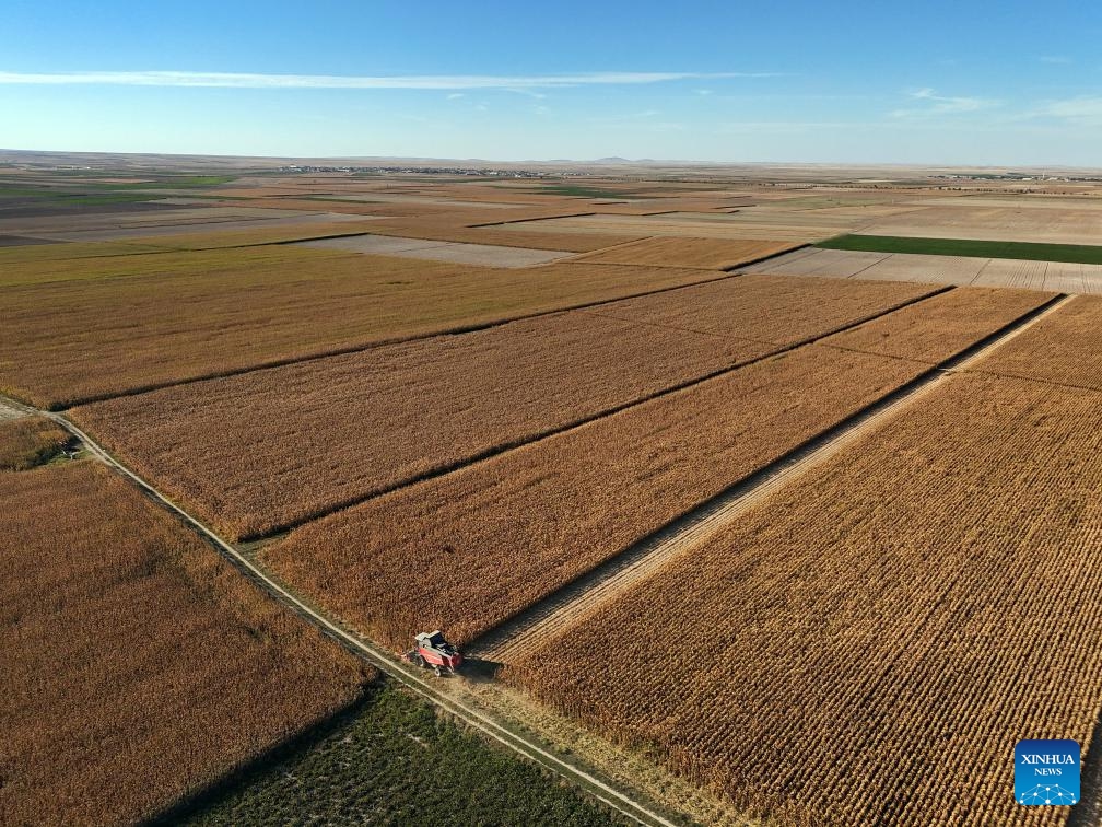 An aerial drone photo shows a harvester working in a corn field in Konya, Türkiye, Sept. 27, 2024. (Photo: Xinhua)