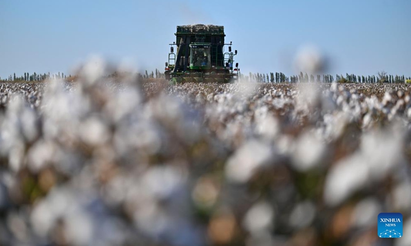 A cotton picker works in a cotton field in Wujiaqu City, northwest China's Xinjiang Uygur Autonomous Region, Sept. 29, 2024. The vast cotton fields of Xinjiang have entered the harvest season this year. (Photo: Xinhua)