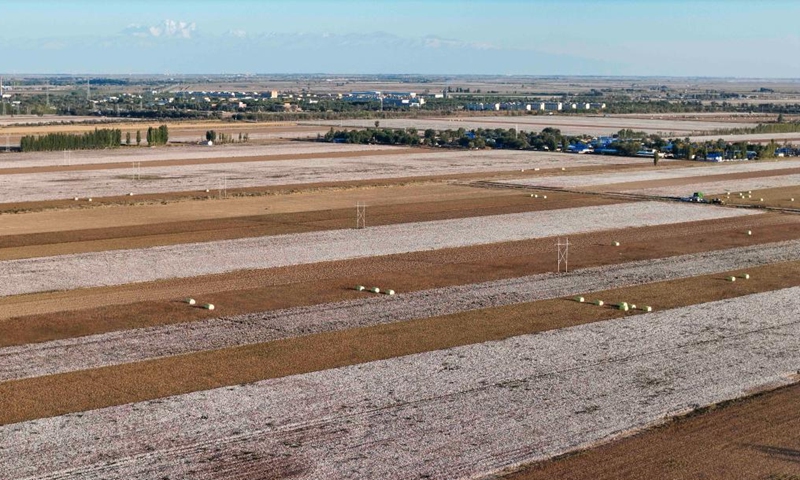 An aerial drone photo taken on Sept. 29, 2024 shows the cotton fields in Wujiaqu City, northwest China's Xinjiang Uygur Autonomous Region. The vast cotton fields of Xinjiang have entered the harvest season this year. (Photo: Xinhua)