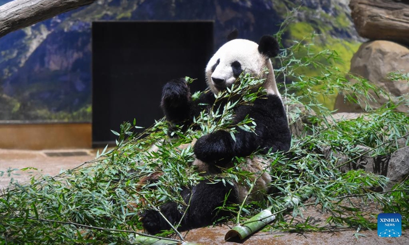 Giant panda Shin Shin is pictured at Ueno Zoo in Tokyo, Japan, Sept. 28, 2024. Beloved giant pandas Ri Ri and Shin Shin left Tokyo's Ueno Zoo in the early hours of Sunday to fly back to their home country China due to age-related health concerns. On Saturday, the final public viewing day for the panda pair, more than 2,000 fans lined up before opening to say their goodbyes, with many in tears. Giant panda Ri Ri, a male, and female giant panda Shin Shin, both from southwest China's Sichuan Province, arrived at Ueno Zoo in February 2011 under a leasing agreement. Photo: Xinhua