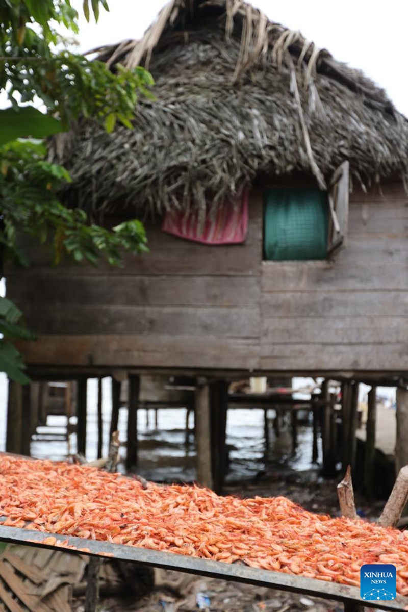 Shrimps are placed in front of a house in Rama Cay in South Caribbean Coast Autonomous Region, Nicaragua, Sept. 25, 2024. Rama Cay, an island located 15 kilometers south of Bluefields, is inhabited by about 2,000 people that live mainly on fishing. Photo: Xinhua