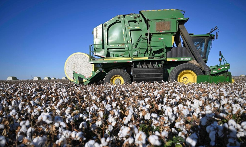 A cotton picker works in a cotton field in Wujiaqu City, northwest China's Xinjiang Uygur Autonomous Region, Sept. 29, 2024. The vast cotton fields of Xinjiang have entered the harvest season this year. (Photo: Xinhua)