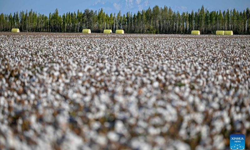 This photo taken on Sept. 29, 2024 shows the cotton fields in Wujiaqu City, northwest China's Xinjiang Uygur Autonomous Region. The vast cotton fields of Xinjiang have entered the harvest season this year. (Photo: Xinhua)